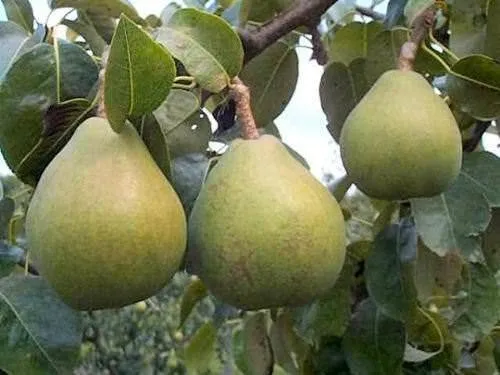 Kilo aldırmayan yiyecekler