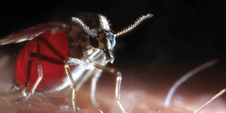 Son dakika: Bu sinek insanları kör ediyor... O illerde kan emici sinek alarmı!
