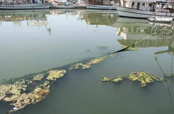 İzmir Körfezi'ni denizanaları istila etti