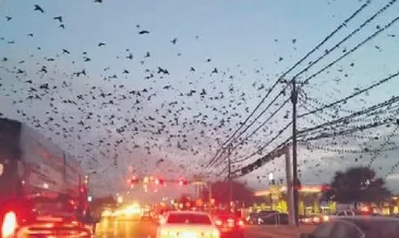 Hitchcock’un kuşlar filminden bir sahne