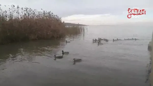 Doğada yaralı halde bulunup tedavisi yapılan yabani ördekler tekrar doğaya bırakıldı | Video