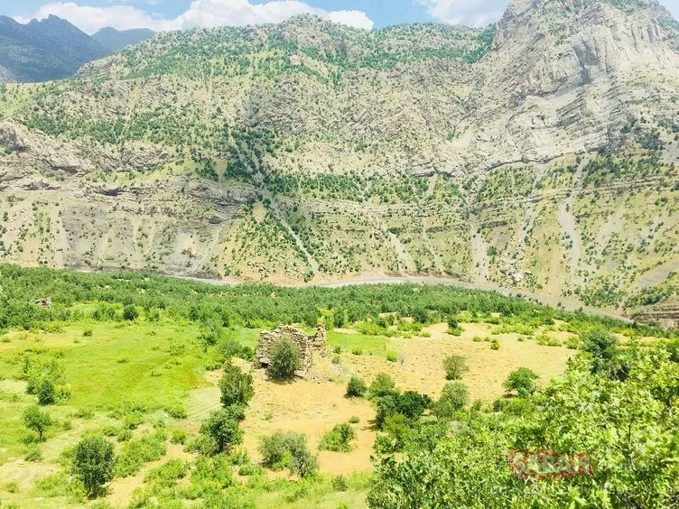 Terör yüzünden ekilemeyen araziler yeşillendi