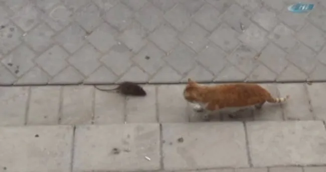 fareden korkan kedi arkasina bakmadan kacti son dakika haberler