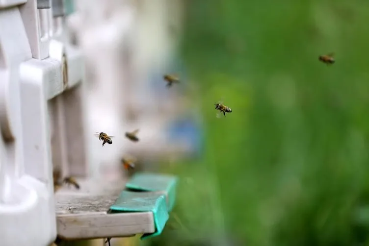 Sokmayan arı’ya yoğun talep