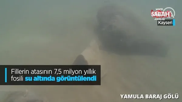 Kayseri'de 7,5 milyon yaşındaki fillerin atası su altında görüntülendi | Video