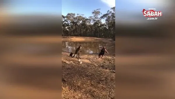 Piknik yapan adam kanguruya meydan okuyunca böyle nakavt oldu ama..
