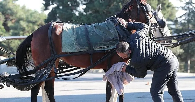 81 atın itlaf edildi! Ruam hastalığı nedir? İnsanlara bulaşır mı?