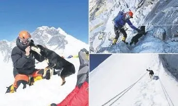 Dağcıların peşine takıldı 7 bin metreye tırmandı
