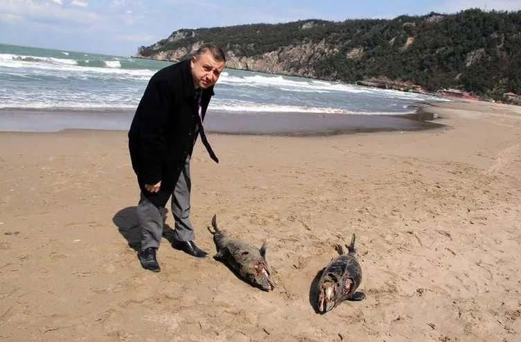 Batı Karadeniz’de yunus katliamı