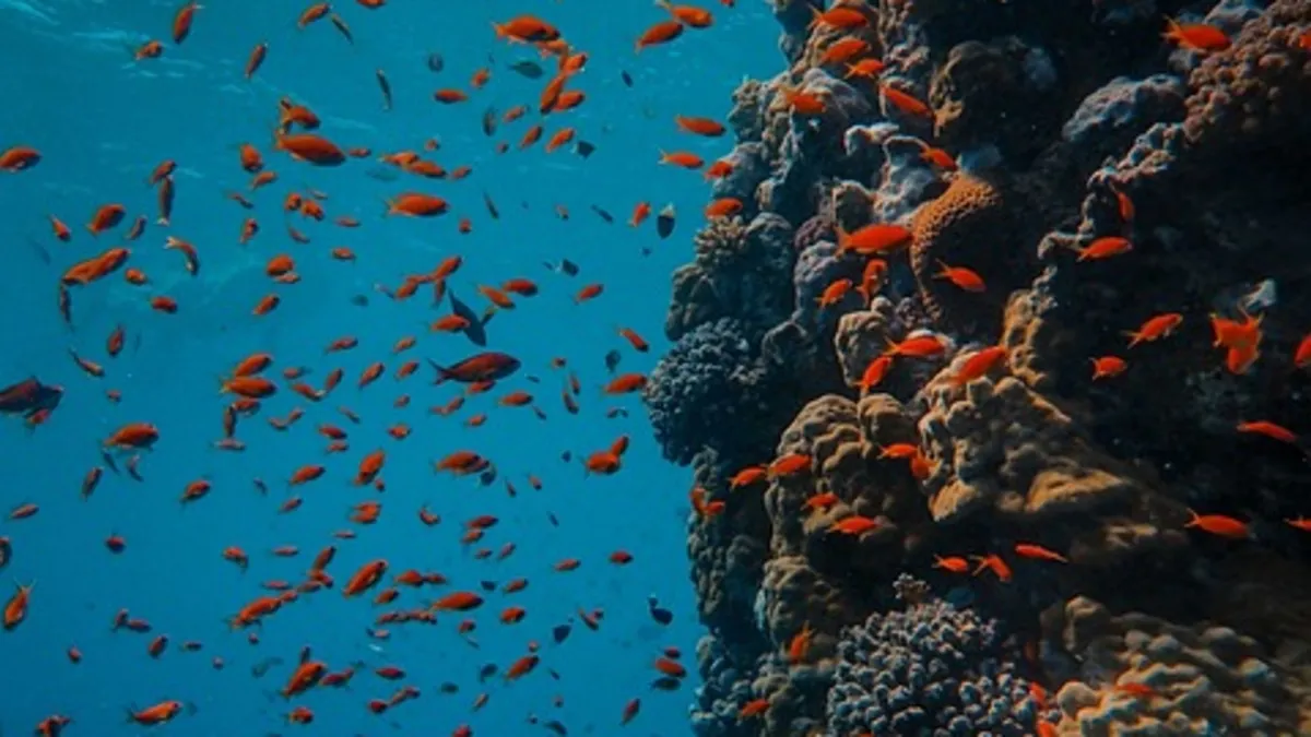 Derin denizlerde sessizlik: Okyanus tabanında yaşam durma noktasında