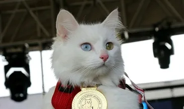 En güzel Van kedisi ‘Mia’