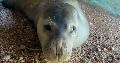 Muğla’da Akdeniz Foku karaya çıktı #mugla