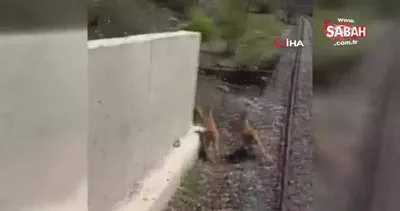 Erzincan’da tünele giren yaban keçileri trenin altında kalmaktan son anda böyle kurtuldu