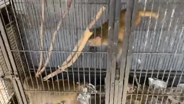 Konya'da İş yerinde beslenen 2 maymuna el konuldu