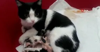 Bolu’da hastanenin kadın doğum bölümüne giren hamile kedinin veterinerlikte 3 yavrusu oldu | Video