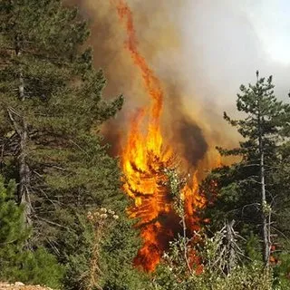 Son Dakika: Beykoz'da orman yangını