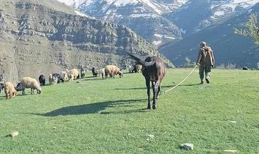 PKK kamplarında koyunlar otluyor, yıllardır ekilmeyen araziler tarıma açılıyor... Yeni Çukurova Şırnak #antalya