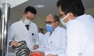 Türk bilim adamları kanıtladı! Kudret narı kemik kırığı tedavisinde kullanılabilir