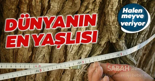 Dünyanın en yaşlı armut ağacı Artvin'de