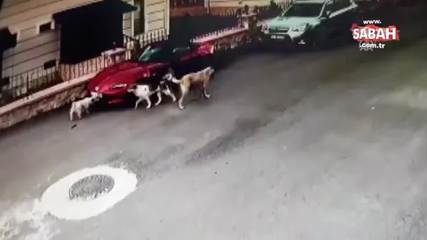 Sakarya'da sokak köpekleri lüks otomobili böyle parçaladı!