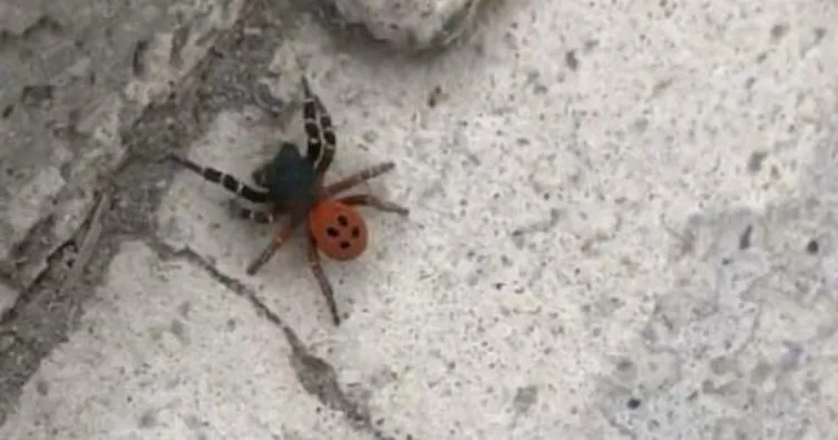 Ankara’da ’örümcek’ paniği