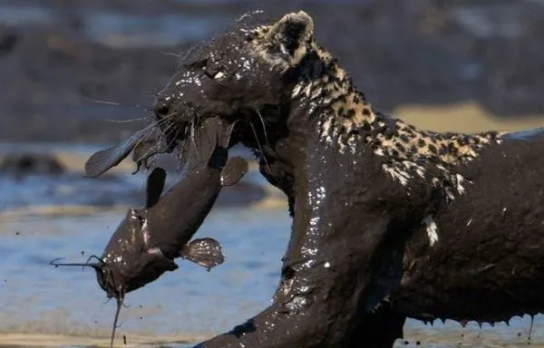 Leoparın avı!