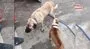 Köpek dövüştüren 3 kişiye 50 bin TL para cezası | Video