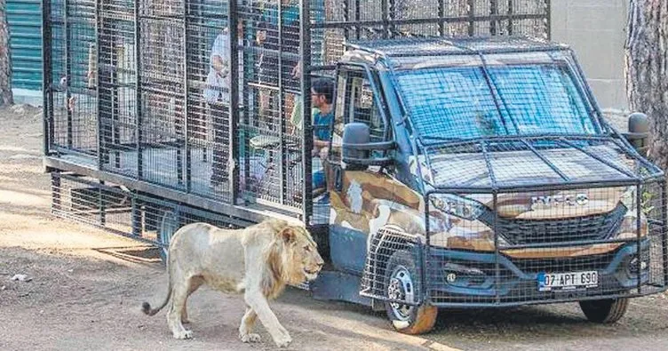 Telli kamyonetle aslan safarisi