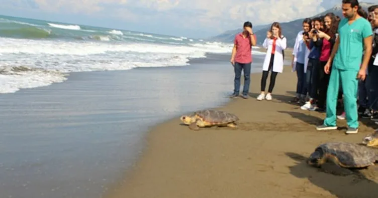 Tedavi edilen deniz kaplumbağaları doğal ortamlarına bırakıldı