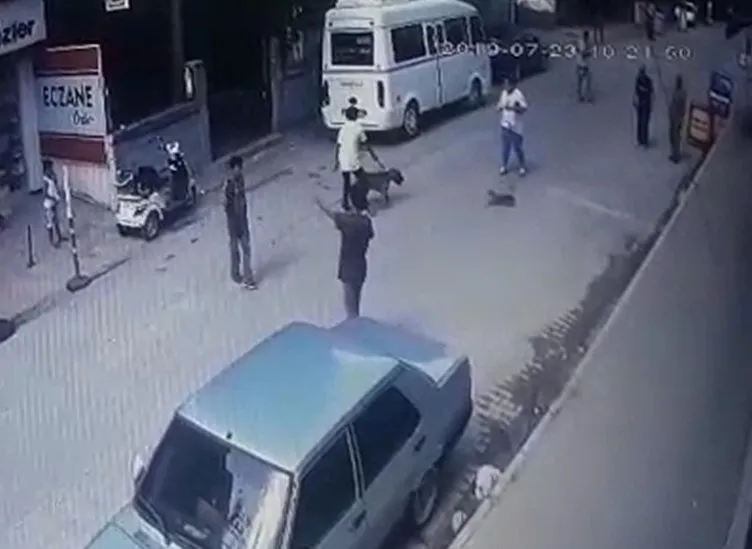 Son dakika haberi Hamile kediyi Pitbull�un ağzına attı! Sayfa 3