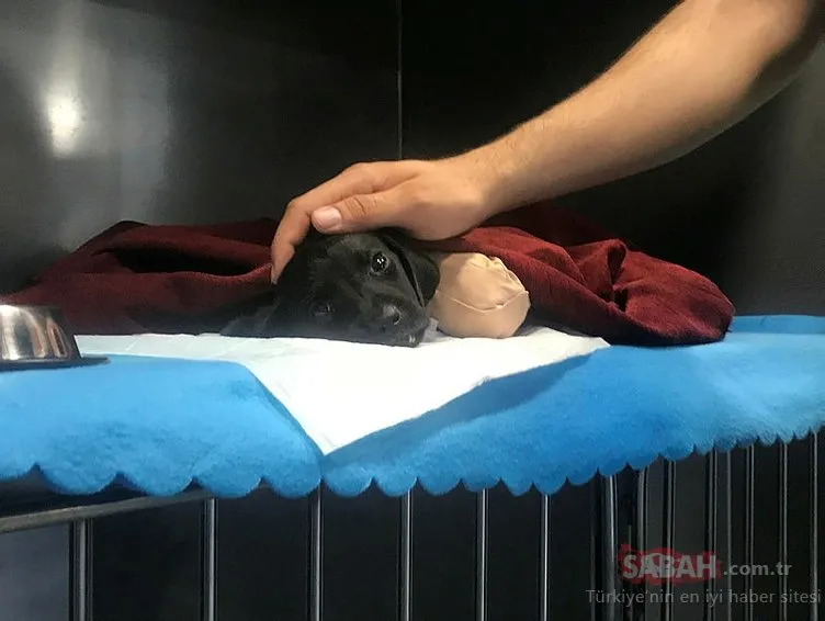 MHP lideri Devlet Bahçeli’den ’bacakları kesilerek öldürülen yavru köpek’ açıklaması!