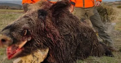 220 kiloluk canavar saldırdı! Ölümden döndüler: Büyük uğraş verdik
