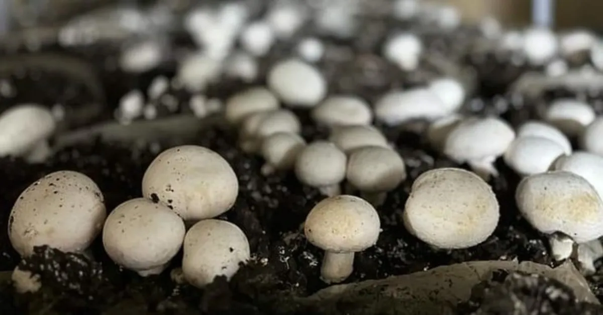 Mantar Besin Değeri - Mantarda Ne Kadar Protein Var, Karbonhidrat Var ...