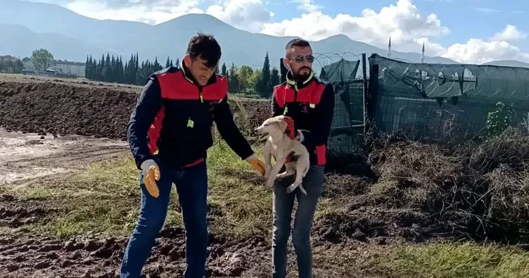 3 metrelik çukura düşen yavru köpeği, A Takımı kurtardı