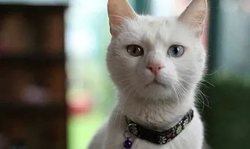 Sıcacık bir yuva: Küçük dostlar kedi kasabası