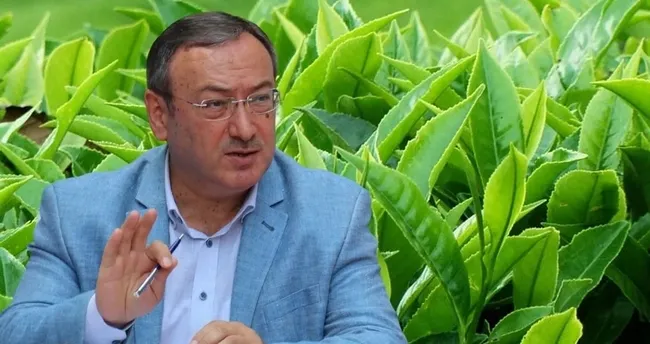 Çaykur rekolteye ulaşıyor
