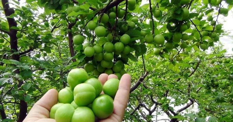 erigin faydalari nelerdir erik yemenin faydalari saglik haberleri