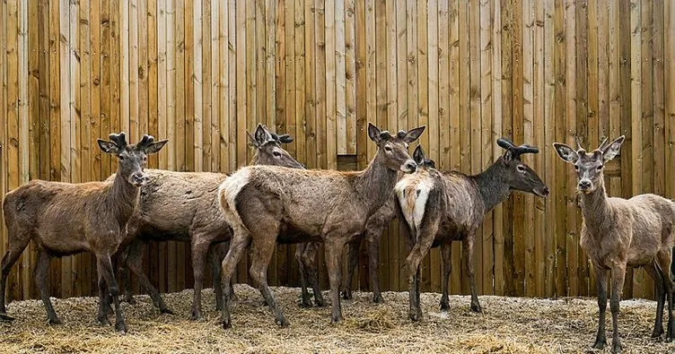 Üretim merkezlerinde yetiştirilen kızıl geyikler ülkenin dört bir tarafına gönderiliyor