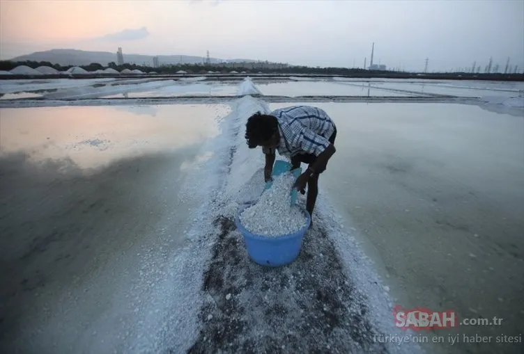 Hindistan Bombay’da tuz hasadı
