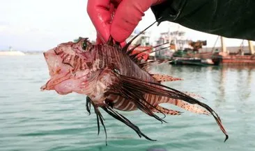 Antalya’da alarm verildi: Sakın dokunmayın! İşte balık katili…