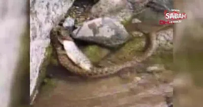 Erzurum’da yılanla alabalığın ölüm kalım mücadelesi kamerada | Video