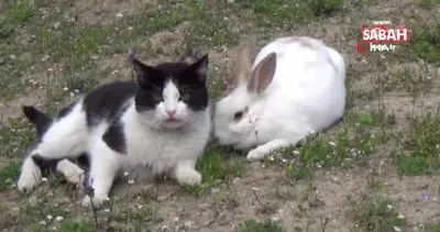 Tokat’ta kedi ile tavşanın dostluğu görenleri şaşırtıyor