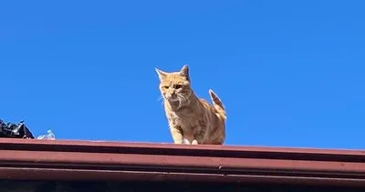 Bu kedinin hikayesi çok büyük 4 yıldır çatıdan inmiyor!
