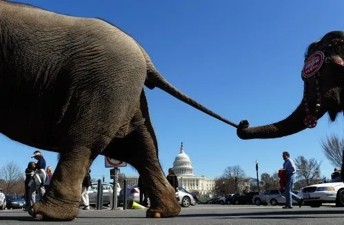 Washington’ı filler bastı