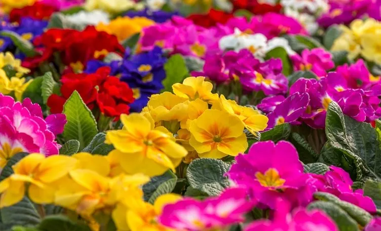 Salon Çiçekleri İsimleri ve Anlamları - Küçük ve Büyük, En Çok Tercih Edilen, En Güzel Salon Çiçekleri Çeşitleri ve İsimleri