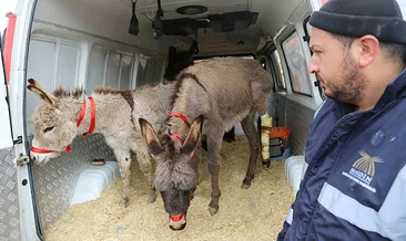 Eşekler İstanbul’da tedavi edilecek