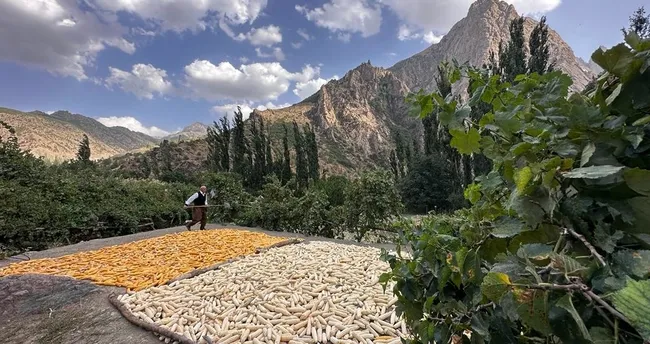 Yüksekova’da ‘sarı altın’ hasadına başlandı Yüksekova’da ‘sarı altın’ hasadına başlandı