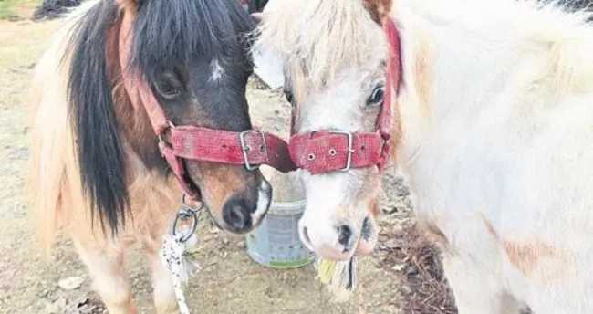 doru yavrusu pamuk u gorunce ciftlige