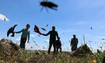 Şanlıurfa’da korkutan çekirge istilası