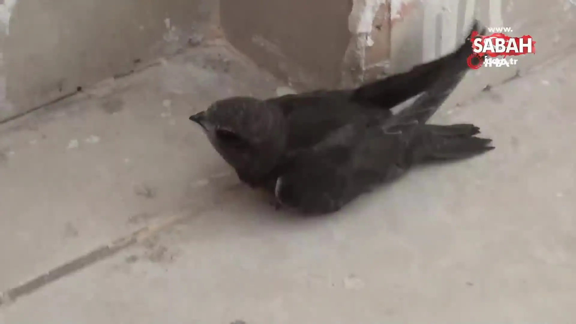 hatay da ebabil kusu bulundu videosunu izle son dakika haberleri